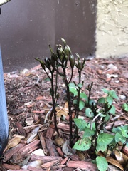 Triphora gentianoides