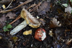 Russula rubroalba