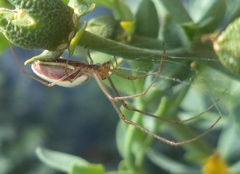 Tetragnatha