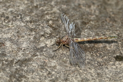 Stylurus notatus