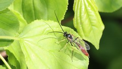 Limneriini