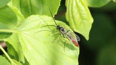 Limneriini
