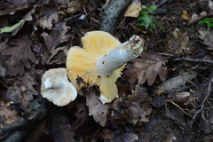 Russula rubroalba