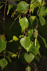 Betula pendula