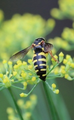 Bicyrtes insidiatrix