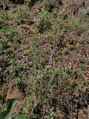 Coincya monensis cheiranthos