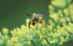 Bicyrtes insidiatrix