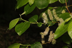 Salix caprea