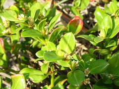 Alternanthera maritima