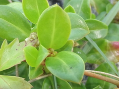 Alternanthera maritima
