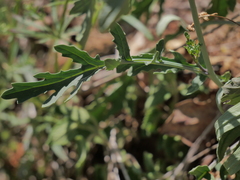 Coincya monensis cheiranthos