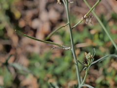Coincya monensis cheiranthos