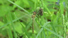 Lestes eurinus