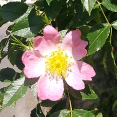 Rosa rubiginosa