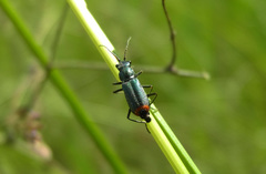 Clanoptilus geniculatus