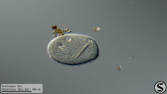 Ophryoglena