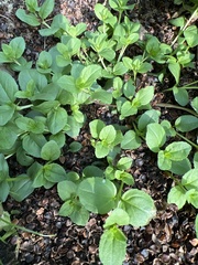 Veronica serpyllifolia