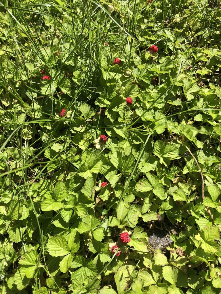 mock strawberry from Carpenter Pond, New Rochelle, NY, US on May 29