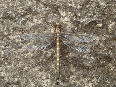 Stylurus notatus