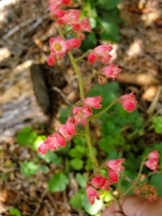 Heuchera