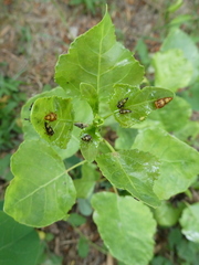 Rhytidodus decimusquartus