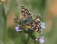 Spialia orbifer
