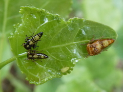Rhytidodus decimusquartus