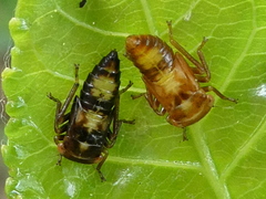 Rhytidodus decimusquartus