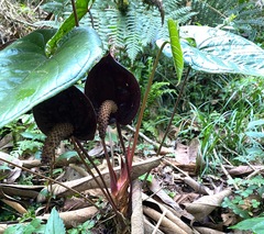 Anthurium caramantae