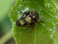 Rhytidodus decimusquartus
