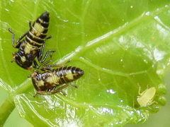 Rhytidodus decimusquartus