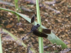 Erythrodiplax attenuata