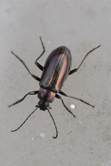 Tarpela micans