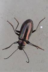 Tarpela micans
