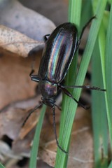 Tarpela micans