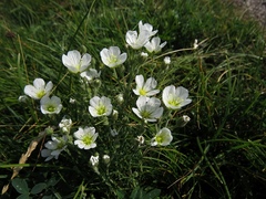Cherleria capillacea
