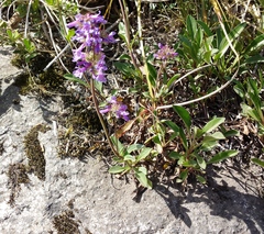 Penstemon procerus tolmiei