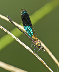 Euphaea amphicyana
