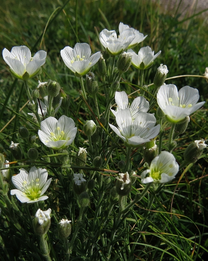Cherleria capillacea