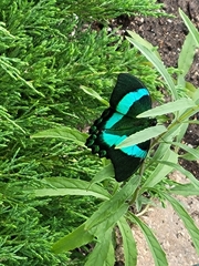 Papilio palinurus