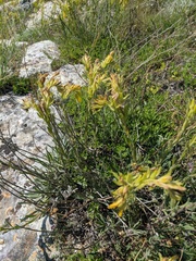 Onosma taurica