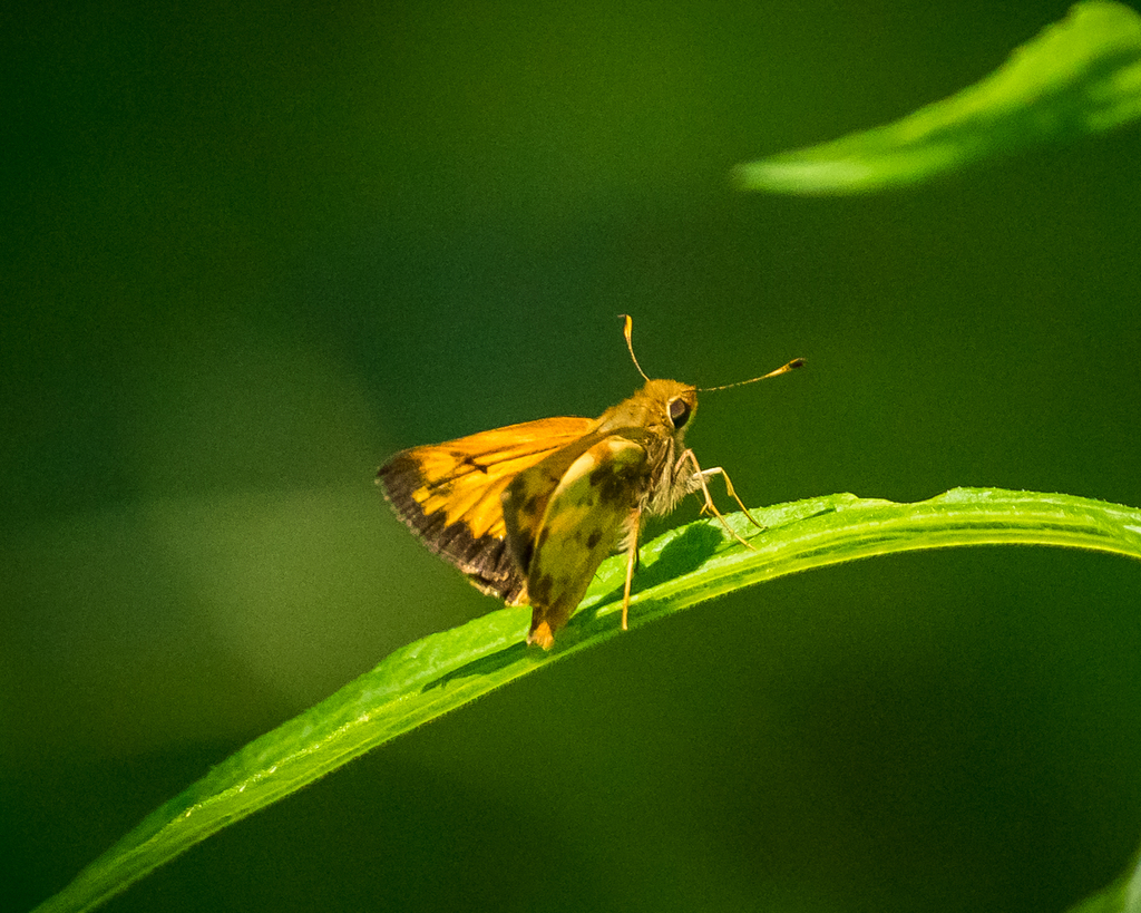 Zabulon Skipper from Maple Lawn, Fulton, MD 20759, USA on May 29, 2022 ...