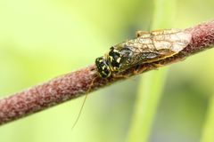 Acantholyda posticalis