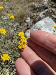 Achillea leptophylla