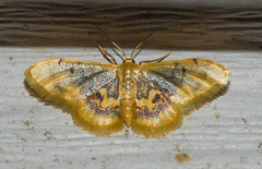 Idaea scintillularia