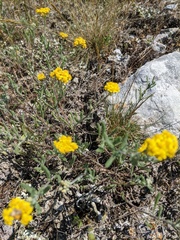 Achillea leptophylla