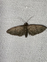 Eupithecia massiliata
