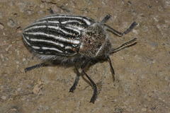 Julodis onopordi