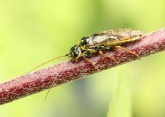 Acantholyda posticalis