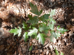 Toxicodendron radicans verrucosum